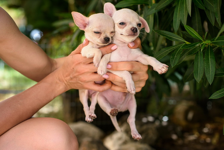 Adopter un chihuahua teacup : prix, conseils et chiots disponibles