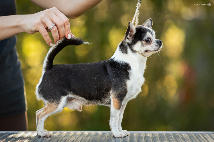 Small black-and-white Chihuahua on a grooming table, tail being adjusted by a hand outdoors.