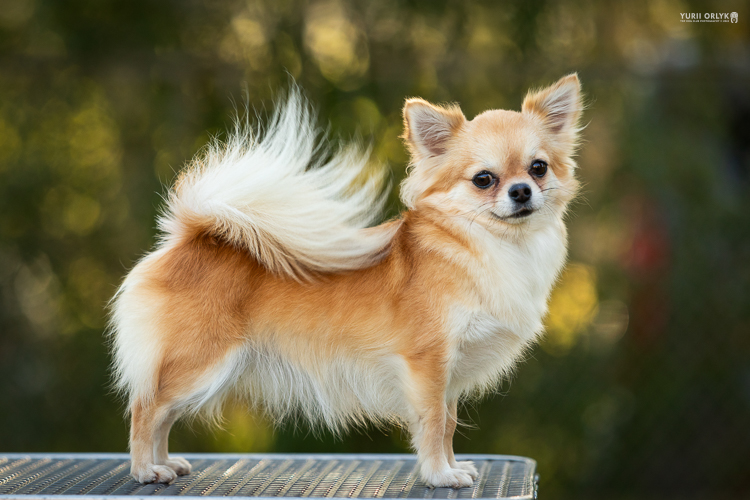 Small fluffy chihuahua mix standing on a metal table outdoors, looking toward the camera with a curious expression.