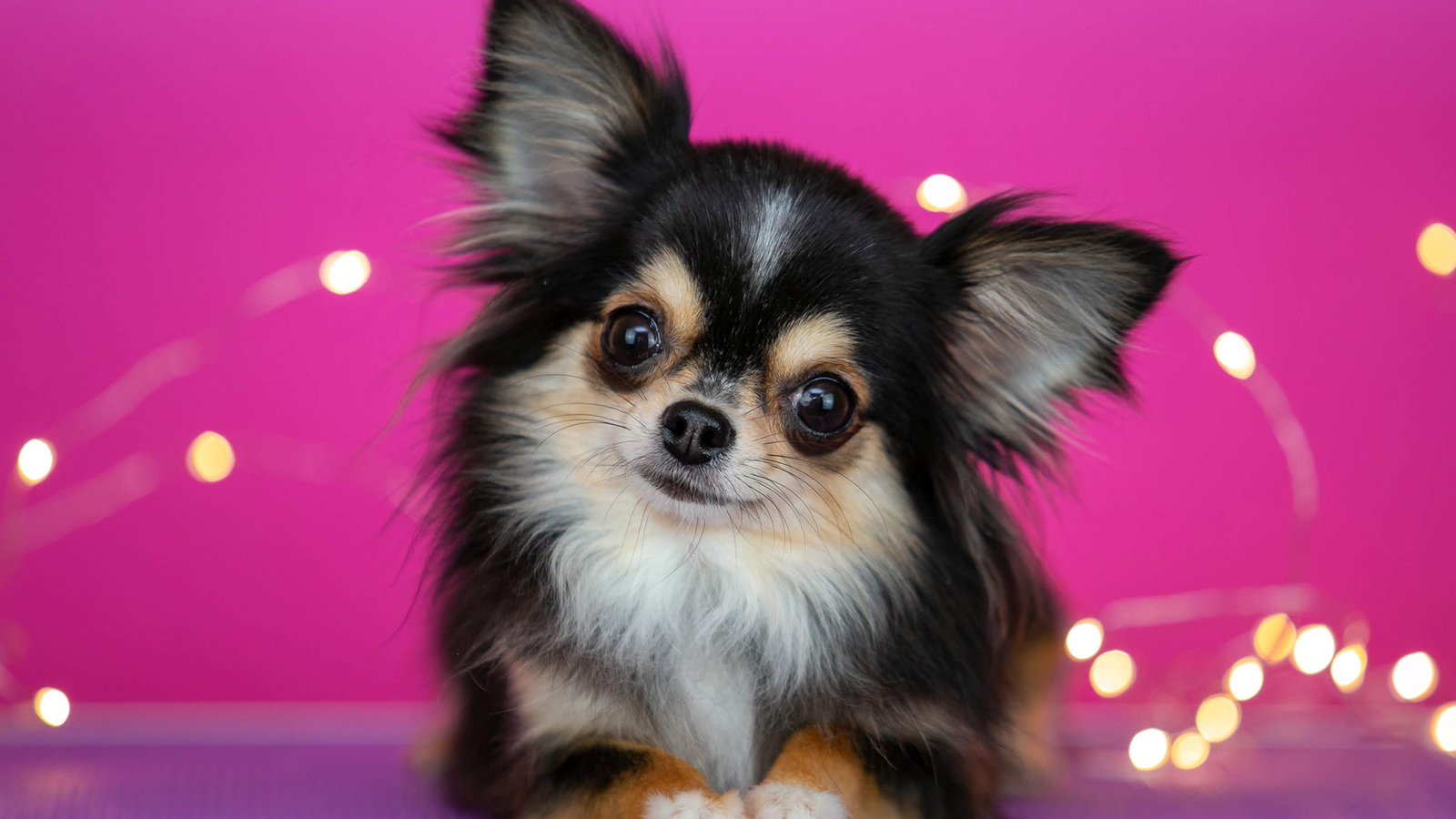 Cute long-haired chihuahua with black-tan fur posed against a pink backdrop with warm fairy lights in the background.