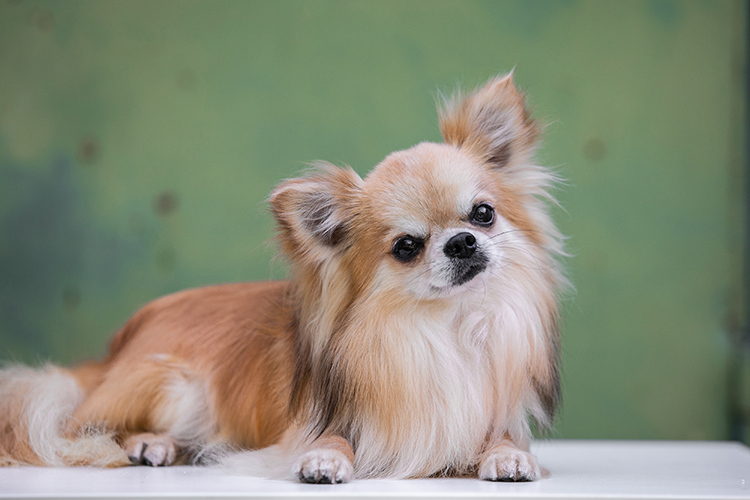 Long-haired Chihuahua lying on a white surface, tilting its head with a curious expression on a green blurred background.