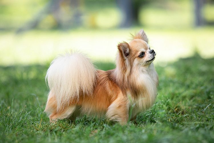 Small long-haired Chihuahua standing on grass in a park, facing right.