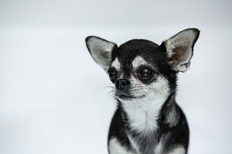 Close-up of a black and white Chihuahua looking to the right against a snowy white background.