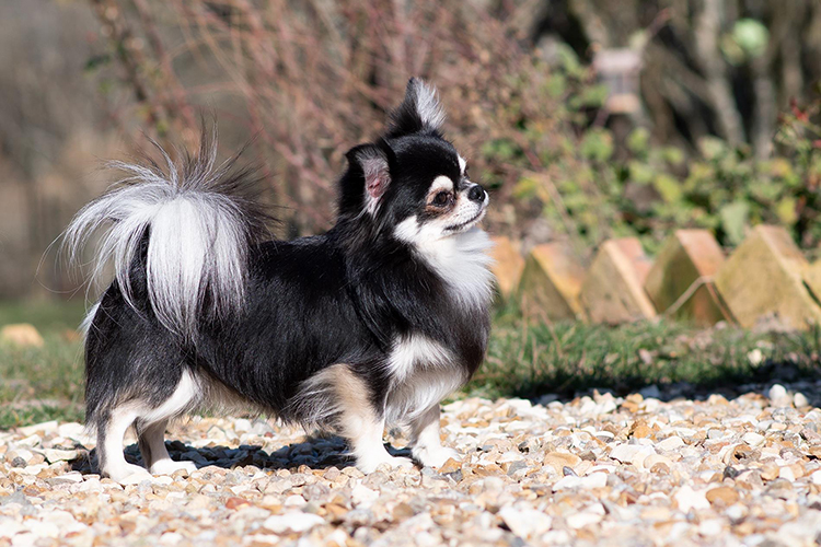 Small long-haired Chihuahua standing on gravel in a garden, facing right.