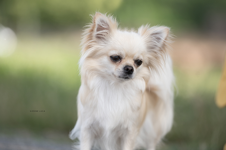 Small fluffy chihuahua standing outdoors with a soft-focused green background.