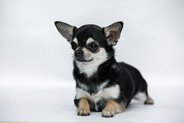 Small chihuahua lying down on a white studio surface, facing forward with a calm expression